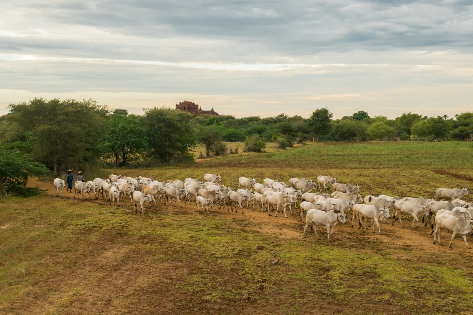 A herd of cows grazing peacefully